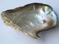 Perły zbudowane z tej samej substancji, co wewnętrzna strona muszli. Fot. Manfred Heyde, źródło: http://commons.wikimedia.org/wiki/File:Pearl_oyster.jpg, dostęp: 18.11.14
